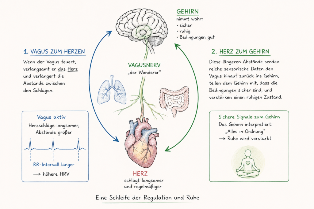 Infografik zur Herzratenvariabilität und Stress mit Darstellung der Wechselwirkungen zwischen Gehirn, Herz, Lunge und autonomem Nervensystem.